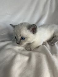 5 munchkin kittens 5 weeks old! ready for a home in 4-5 weeks!