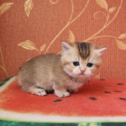Quality registered Munchkin kittens