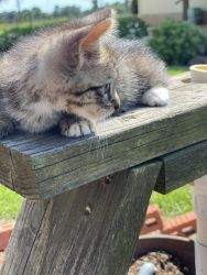 1 munchkin kitten for adoption