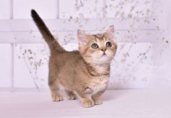 Munchkin cats male and female