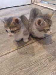 Two 10 week old male munchkin kittens