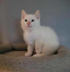 Home Raised Male & Female Munchkin Kittens For Sale