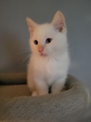 Stunning Male & Female Munchkin Kittens For Sale