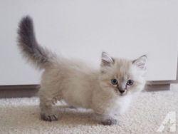 Affectionate, Tica Munchkin kitten available for sale