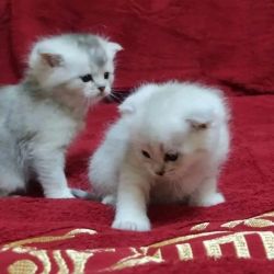 Munchkin kittens for sale ( munchkinkitten.org)