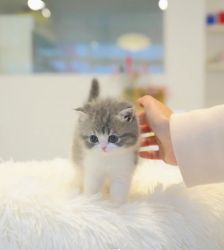 Gorgeous Munchkin Kitten Available