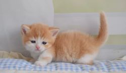 Lovely Munchkin Kittens