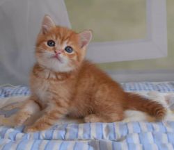 Beautiful Munchkin Kittens Available