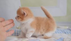 Beautiful Munchkin Kittens