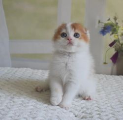 Munchkin Kittens For Adoption