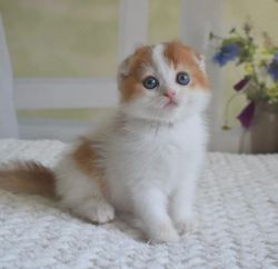 Lovely Munchkin Kittens Available