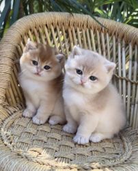 Sweet Munchkin Kittens