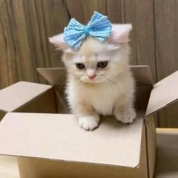 Munchkin kittens available for adoption