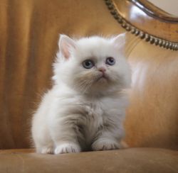 TICA Standard Minuet Kitten *Princess*