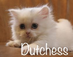 TICA Standard Minuet Kitten *Dutchess*
