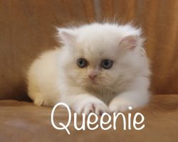 TICA Standard Minuet Kitten *Queenie*