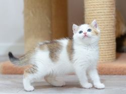 Affectionate Munchkin Kitten