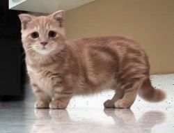 Munchkin Kittens Registered for Re-Homing