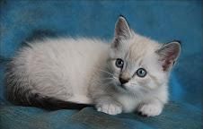 Beautiful Munchkin Kitten