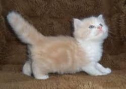 Hairless- Munchkin Kittens for new homes