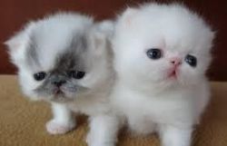 Munchkin Kittens Registered