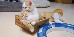 Adorable Munchkin Kittens