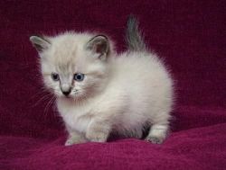 Munchkin kittens for sale
