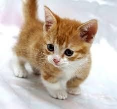 lovely brown munchkin kitten