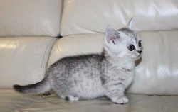 Beautiful Munchkin Kittens available