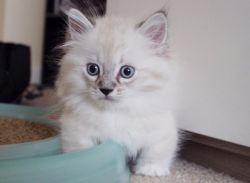 Cute and sweet Munchkin kittens for Adoption