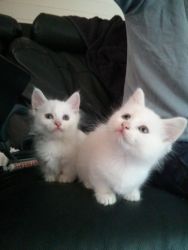 Gorgeous Munchkin Kittens-Male and Female