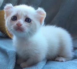 Potty-Raised Munchkin Kittens