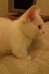 white munchkin kittens available