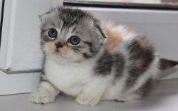 Cute Munchkin Kittens Available for sale today