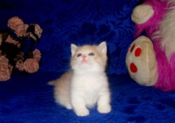 special munchkin kittens available