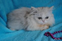 Minuet/Nappoleon kittens available in so CA
