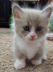 munchkin kittens for sale now with all paper work and shots .