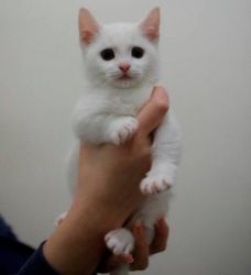 Cute and Lovely Home Raised Munchkin Kittens.
