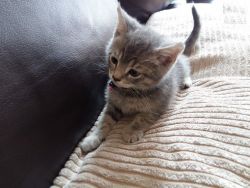 silver tabby Munchkin kitten