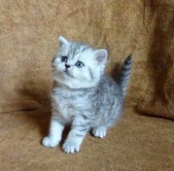 Munchkin Kittens for sale. -