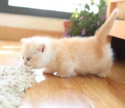 Sweet male and female Munchkin kittens for sale