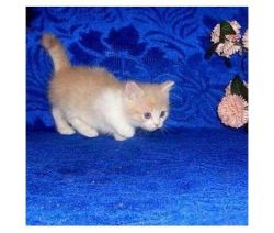 ESAWQ Nice and Healthy munchkin kittens