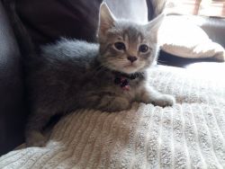 female silver tabby Munchkin kitten