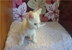 respectable M/F Munchkin Kittens ready now for any good home