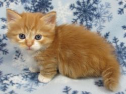 Orange Color Munchkin Kittens