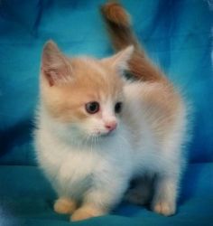 Healthy Munchkins KITTENs now available for sale