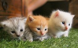 Tica Register Munchkin kittens Available now