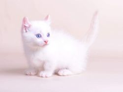 Kinkalow Male Kitten, white color available.Text us on (xxx) xxx-xxx9