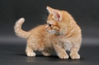 Cute Munchkin kittens available