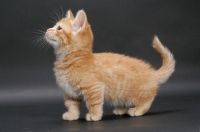 male and a female Munchkin available kittens